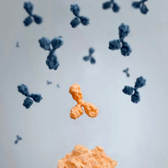🧪 Successful development of custom VHHs against therapeutic targets