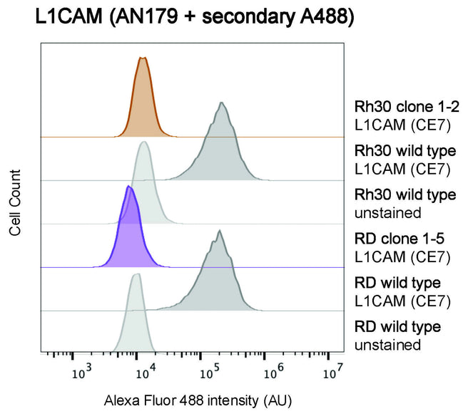 🧠 New validated antibody in our Neurology collection: anti-L1CAM antibody ABCD_AN179