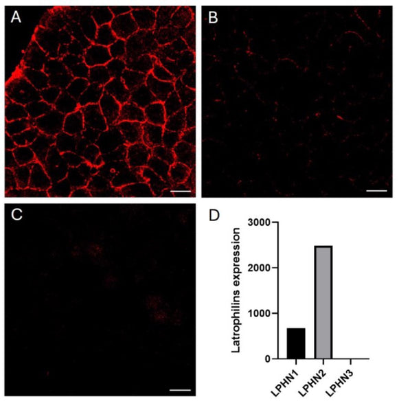 New antibodies against LPHN2 developed in-house