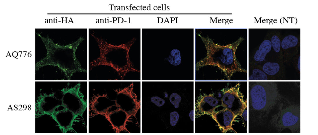 Anti-PD-1 antibodies validated for IF, WB, FACS and ELISA