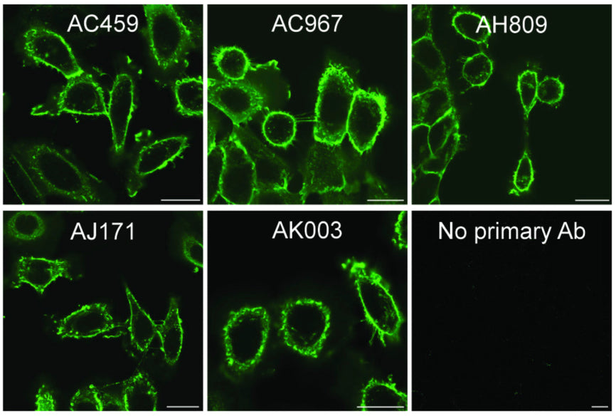 🧪New anti-EGFR antibodies: a look into a collaborative validation pipeline 🤝