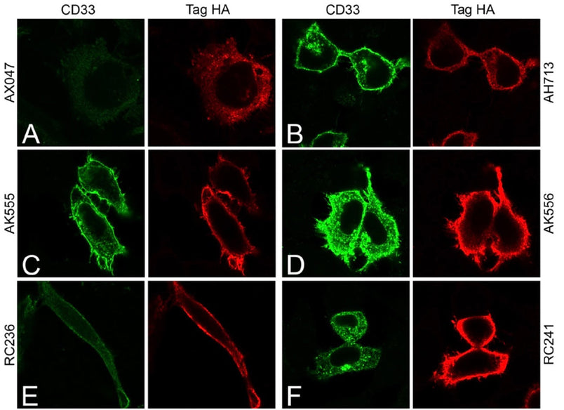 New anti-CD33 antibody validated for WB, IF, IP and ELISA