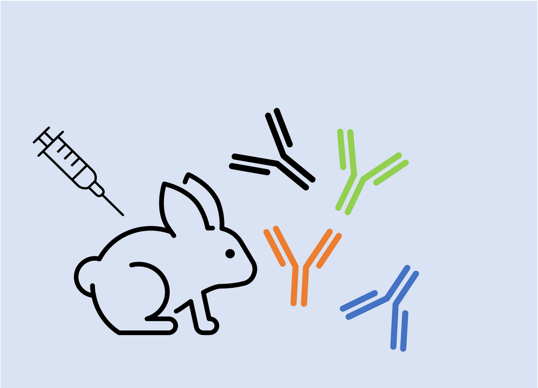 BLOG POST: “Legacy Antibodies”: Why Polyclonals Still Dominate Science ?