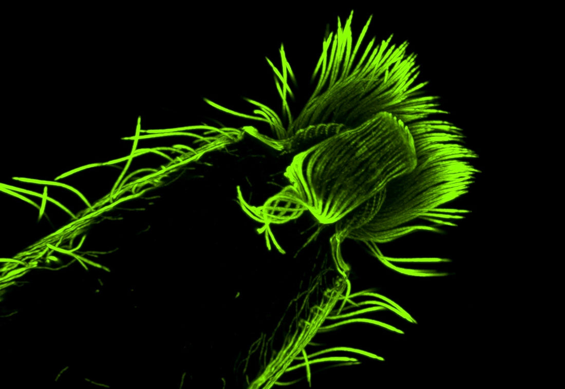 Our anti-tubulin antibodies featured in Expansion Microscopy article